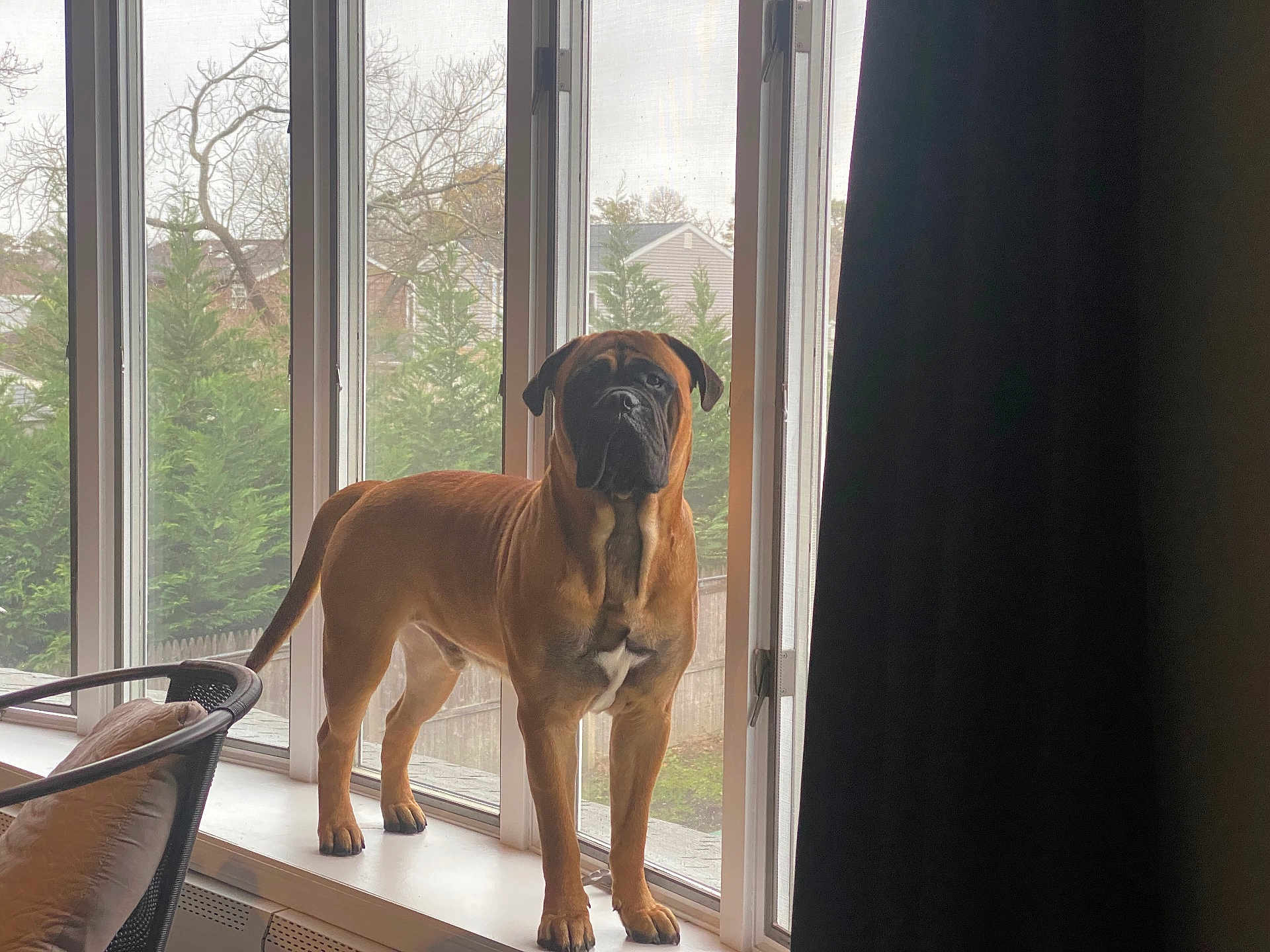 Nico joined the competition — help win amazing prizes! dog, brown_dog, window, windowsill, indoor, chair, pillow, tree, house, backyard, fence, curtain, pet, canine, daylight, muscular, standing, looking_out, domestic, home