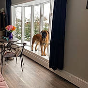 Gotti joined the competition — help win amazing prizes! brown_dog, chair, curtains, decor, dog, flower_vase, flowers, furniture, home, indoor, natural_light, peaceful, pet, room, snow, table, trees, window, windowsill, wood_floor