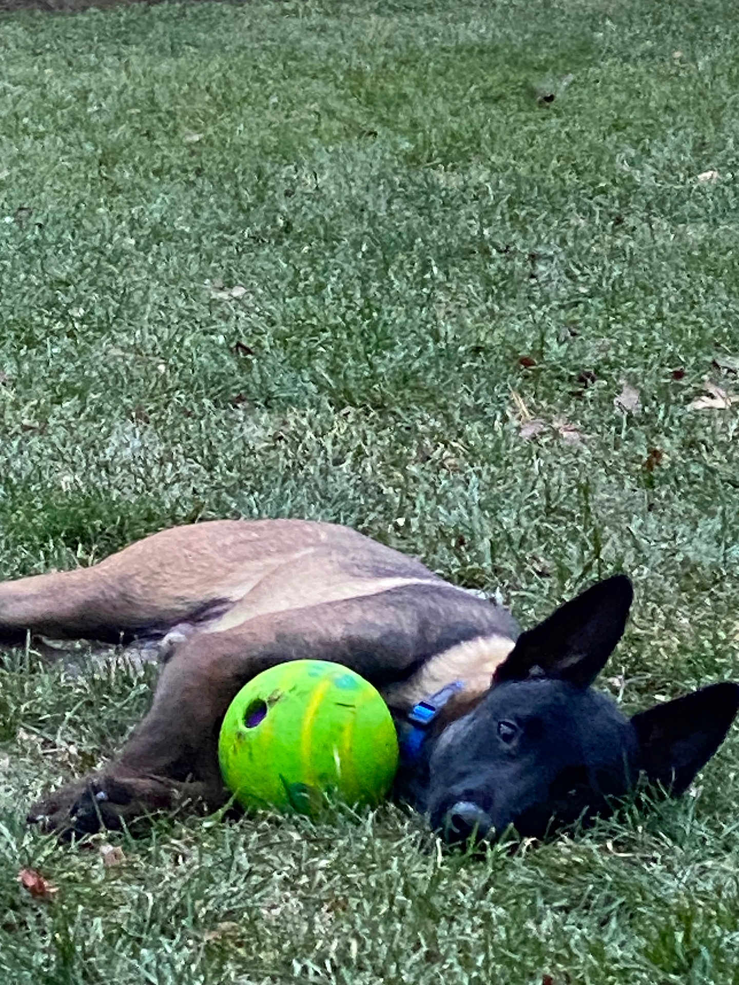 Giorgio joined the competition — help win amazing prizes! animal, ball, canine, collar, dog, ears, field, fur, grass, green, laying_down, leisure, nature, outdoor, pet, play, relaxed, resting, summer, toy