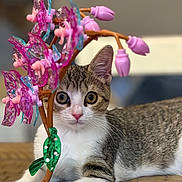 Nieve joined the competition — help win amazing prizes! cat, pet, animal, flower, plastic_flower, table, indoor, curious, closeup, face, eyes, whiskers, tabby, white_fur, pink, green, decoration, cute, playful, portrait