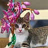 cat, pet, animal, flower, plastic_flower, table, indoor, curious, closeup, face, eyes, whiskers, tabby, white_fur, pink, green, decoration, cute, playful, portrait