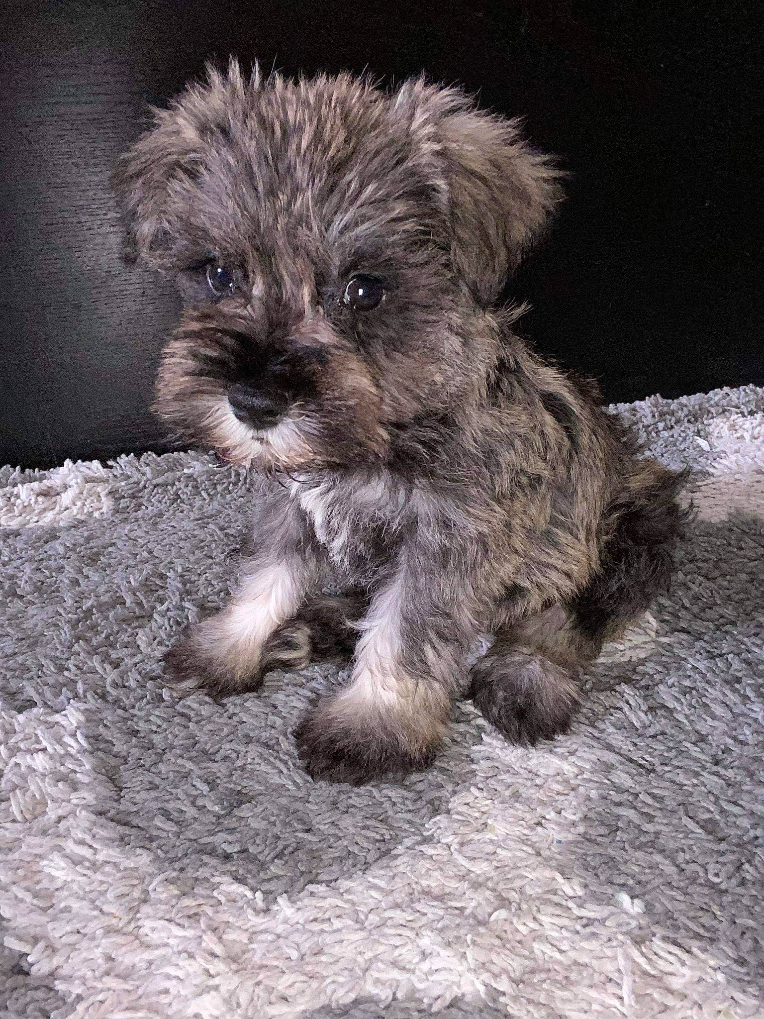 Rio is registered to the contest to win money with this photo: bolonka, cairn_terrier, canidae, carnivore, dog, dog_breed, glen_of_imaal_terrier, maltepoo, mammal, miniature_schnauzer, morkie, pumi, puppy, schnauzer, schnoodle, small_terrier, snout, sporting_lucas_terrier, terrier, vertebrate