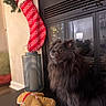 Rain joined the competition — help win amazing prizes! animal, black_dog, christmas, cozy, cute, decor, dog, festive, fireplace, fur, furniture, gingerbread_man, holiday_decor, indoor, lantern, pet, plush_toy, stocking, table, warm