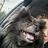 Rain is registered to the contest to win money with this photo: animal, black_dog, canine, car_interior, closeup, companion, dog, electric_pole, face, fluffy, hair, happy, outdoor, person, pet, sky, smiling, transport, travel, window