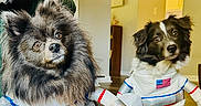 Rain is registered to the contest to win money with this photo: animal, astronaut_suit, black_and_white_dog, costume, cute, decor, dog, domestic_animal, floor, fur, home, indoor, looking_at_camera, pet, playful, room, small_dog, standing, two_dogs, wooden_floor