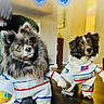 animal, astronaut_suit, black_and_white_dog, costume, cute, decor, dog, domestic_animal, floor, fur, home, indoor, looking_at_camera, pet, playful, room, small_dog, standing, two_dogs, wooden_floor