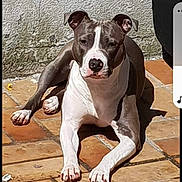 Naya participe au concours pour gagner de l'argent avec cette photo : animal, calm, canine, daylight, dog, ears, laying_down, nature, outdoor, paw, pet, quiet, relaxed, resting, shadow, sunbathing, sunlight, terracotta_tiles, wall, white_and_gray_coat