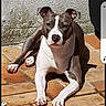 animal, calm, canine, daylight, dog, ears, laying_down, nature, outdoor, paw, pet, quiet, relaxed, resting, shadow, sunbathing, sunlight, terracotta_tiles, wall, white_and_gray_coat