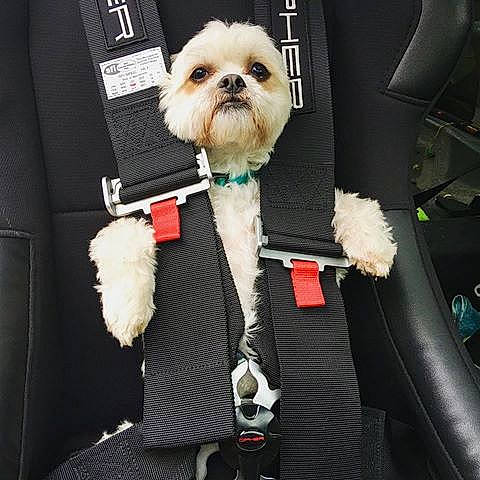 Snickers joined the competition — help win amazing prizes! beard, car_seat_cover, carnivore, companion_dog, dog, dog_breed, dog_clothes, dog_collar, facial_hair, fashion_accessory, fawn, fictional_character, fur, liver, seat_belt, small_terrier, terrier, tie, toy, toy_dog