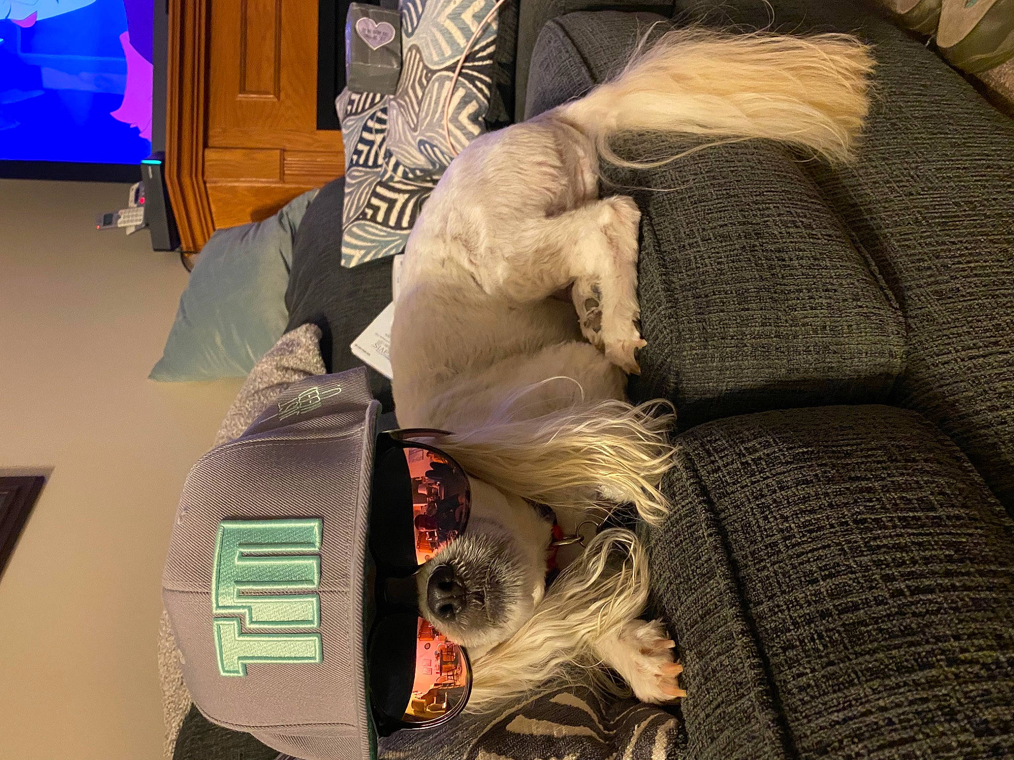 Snickers is registered to the contest to win money with this photo: art, audio_equipment, comfort, electronic_instrument, felidae, font, fur, linens, room, sculpture, statue, toy, visual_arts, wood