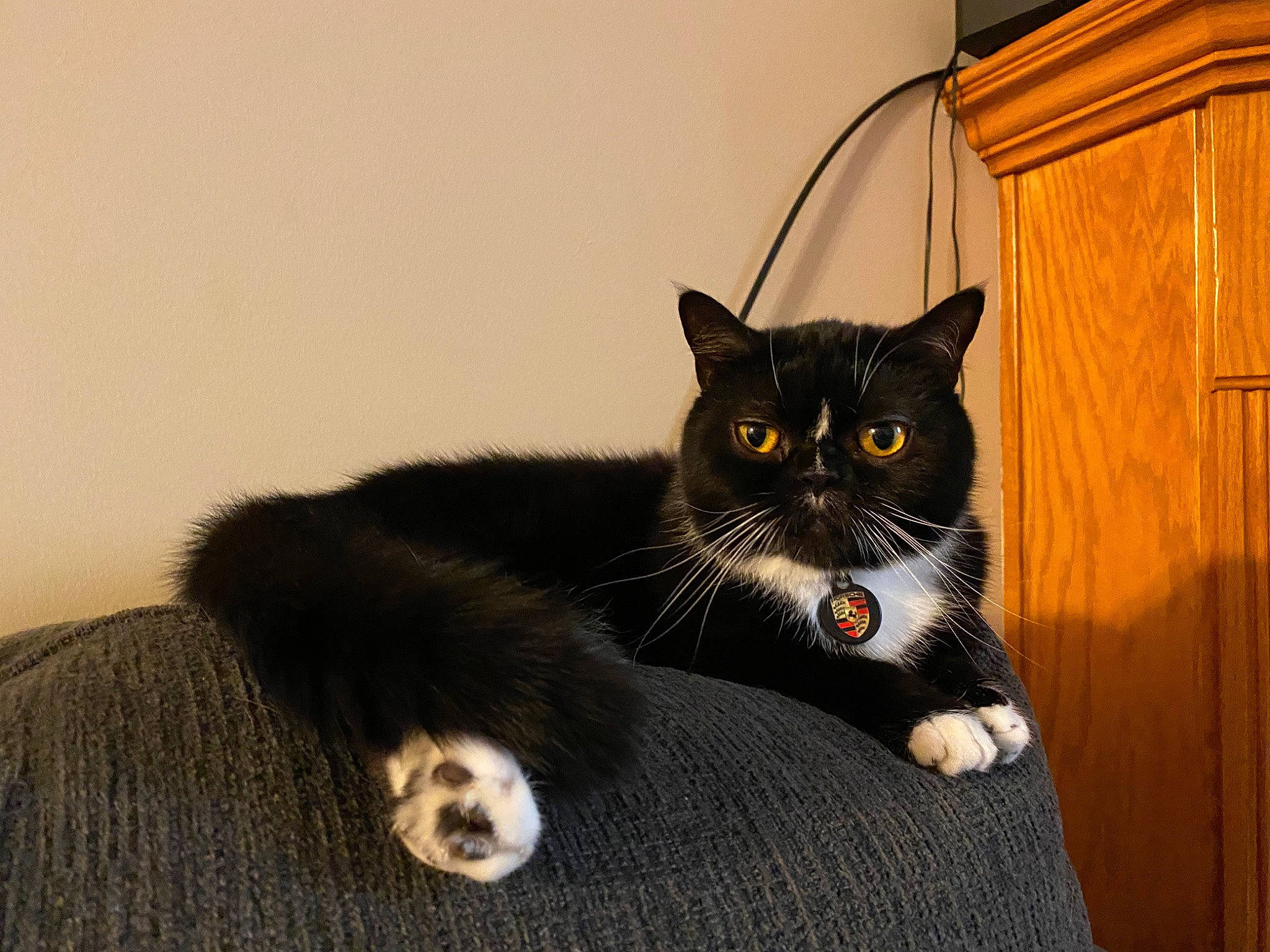 Leonidas is registered to the contest to win money with this photo: carnivore, cat, domestic_short_haired_cat, door, felidae, fur, hardwood, paw, pedestal, small_to_medium_sized_cats, snout, tail, terrestrial_animal, whiskers, wood