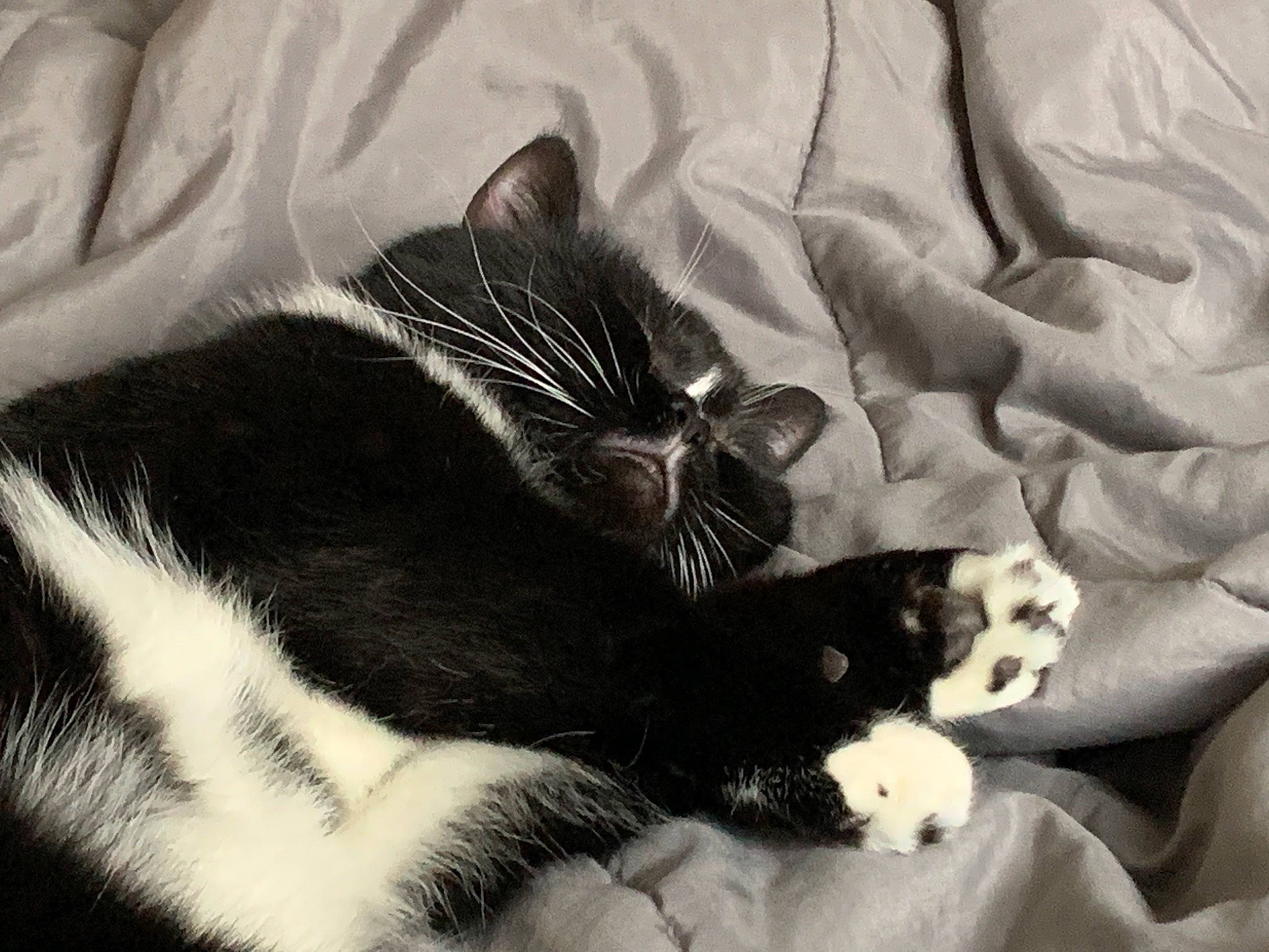 Leonidas joined the competition — help win amazing prizes! bed, bedding, black_and_white, carnivore, cat, claw, comfort, domestic_short_haired_cat, felidae, fur, grey, linens, monochrome, monochrome_photography, paw, small_to_medium_sized_cats, snout, style, tail, whiskers