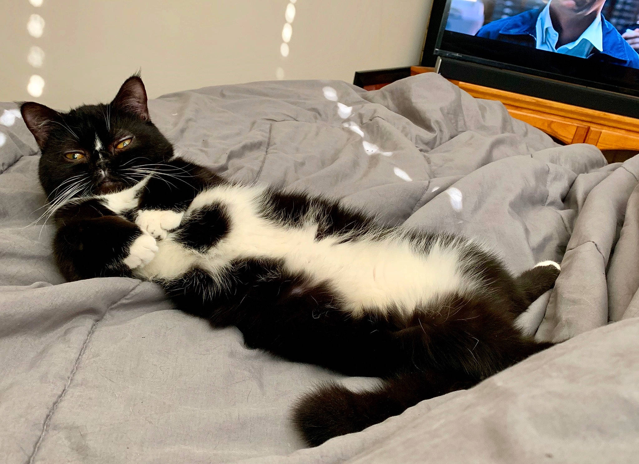 Leonidas is registered to the contest to win money with this photo: bed, bedding, cable_television, carnivore, cat, comfort, domestic_short_haired_cat, felidae, fur, led_backlit_lcd_display, linens, output_device, picture_frame, room, small_to_medium_sized_cats, snout, tail, television, television_set, whiskers