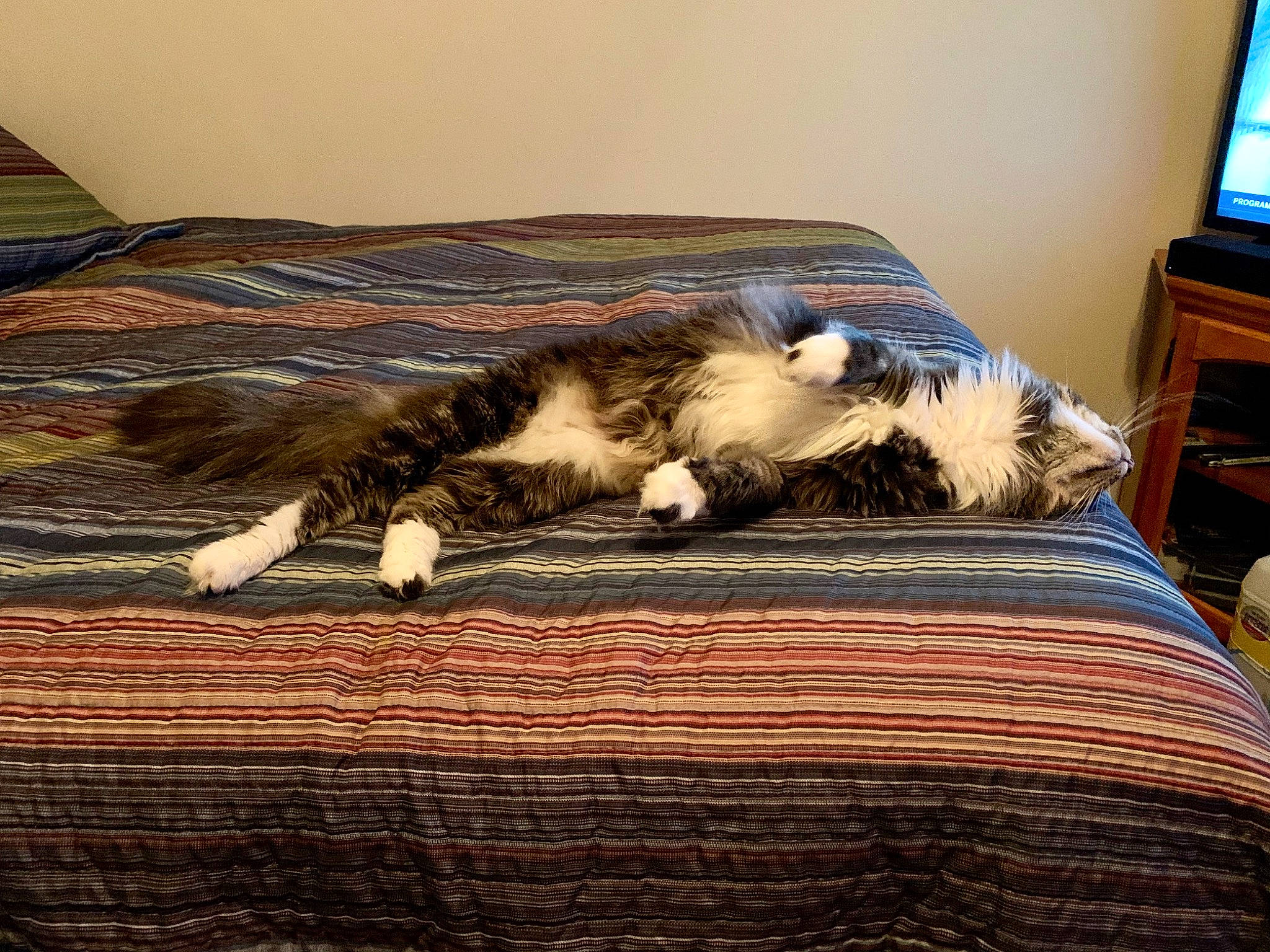 Holley Aka Princess joined the competition — help win amazing prizes! bed, cable_television, carnivore, cat, comfort, felidae, floor, flooring, grey, hardwood, home_appliance, linens, small_to_medium_sized_cats, tail, television, television_set, textile, vertebrate, whiskers, wood