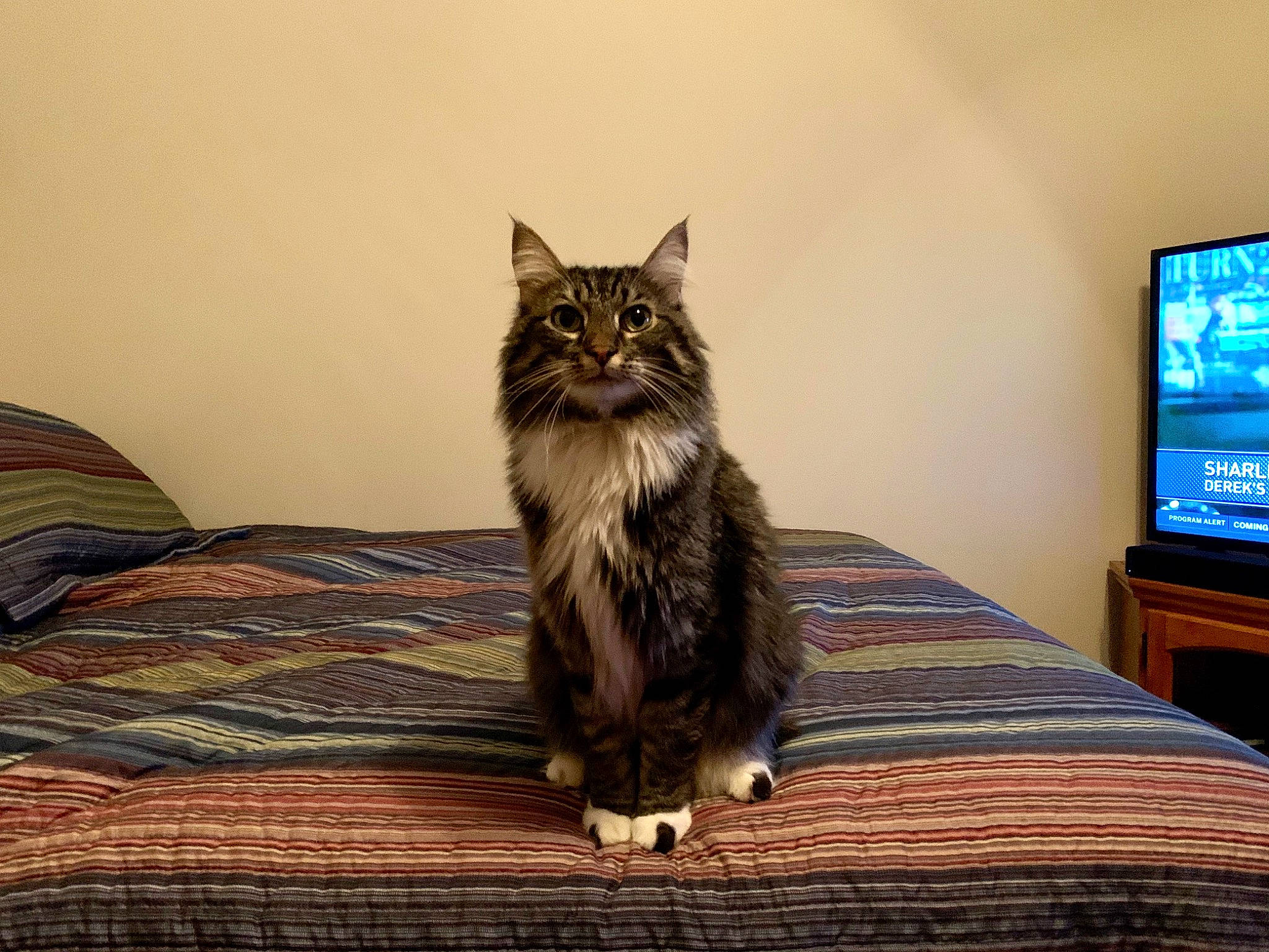 Holley Aka Princess joined the competition — help win amazing prizes! carnivore, cat, comfort, domestic_short_haired_cat, felidae, flat_panel_display, floor, flooring, fur, grey, hardwood, small_to_medium_sized_cats, snout, table, tail, television, television_set, tree, whiskers, wood