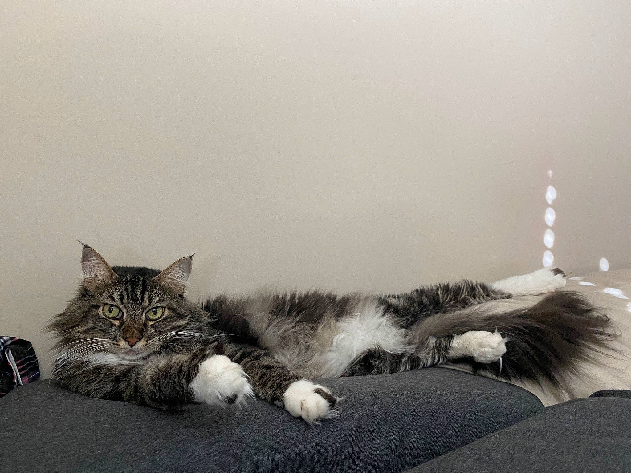 Holley Aka Princess joined the competition — help win amazing prizes! carnivore, cat, claw, comfort, domestic_short_haired_cat, felidae, fur, grey, human_leg, monochrome, monochrome_photography, natural_material, paw, sitting, small_to_medium_sized_cats, tail, whiskers