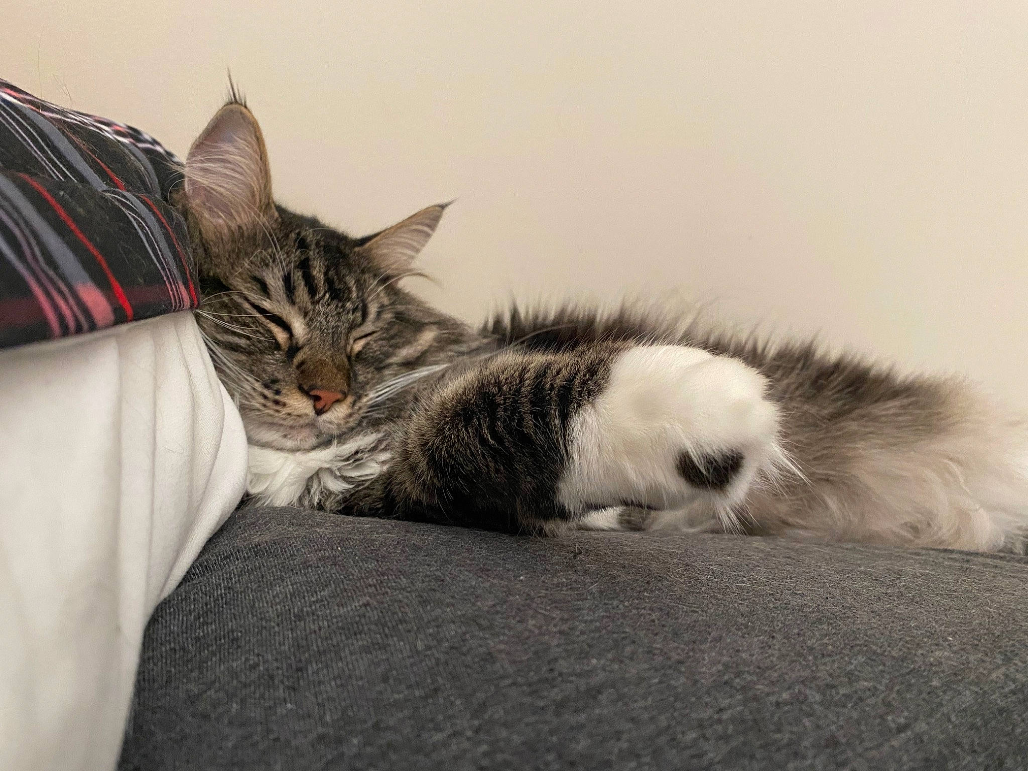 Holley Aka Princess is registered to the contest to win money with this photo: carnivore, cat, claw, comfort, domestic_short_haired_cat, felidae, fur, grey, nap, paw, sitting, sleep, small_to_medium_sized_cats, snout, tail, whiskers