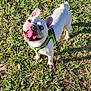 Mango is registered to the contest to win money with this photo: dog, french_bulldog, white_dog, grass, outdoor, pet, canine, leash, harness, happy, tongue_out, sunlight, playful, animal, nature, daytime, ears_up, small_dog, looking_up, cute