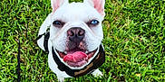 Mango joined the competition — help win amazing prizes! dog, french_bulldog, white_dog, grass, outdoor, pet, canine, happy, tongue_out, ears_up, leash, harness, heterochromia, blue_eye, brown_eye, closeup, playful, smiling, sitting, nature