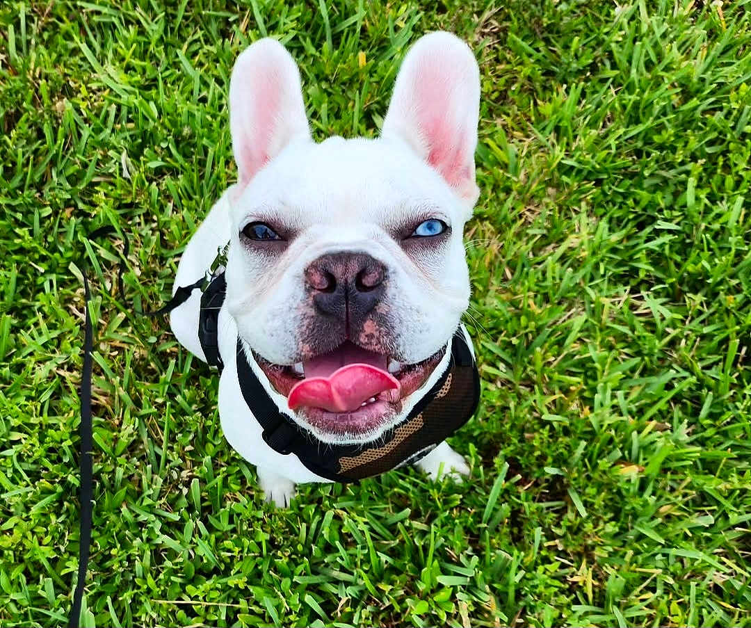 Mango joined the competition — help win amazing prizes! dog, french_bulldog, white_dog, grass, outdoor, pet, canine, happy, tongue_out, ears_up, leash, harness, heterochromia, blue_eye, brown_eye, closeup, playful, smiling, sitting, nature