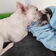 Mango is registered to the contest to win money with this photo: dog, blanket, couch, indoor, pet, snuggle, white_dog, wrapped, cozy, companion, fur, resting, cute, animal, friendship, comfort, expression, soft, home, relaxation