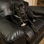 dog, black_dog, canine, pet, collar, leather_chair, recliner, living_room, carpet, indoor, brown_eyes, paws, fur, sitting, portrait, furniture, home, cozy, attentive, animal