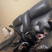 Tango joined the competition — help win amazing prizes! dog, black_dog, couch, leather_sofa, recliner, pet, indoor, living_room, floral_painting, wall, carpet, paw, tongue, upside_down, playful, relaxed, collar, stitching, cupholder, head_tilt