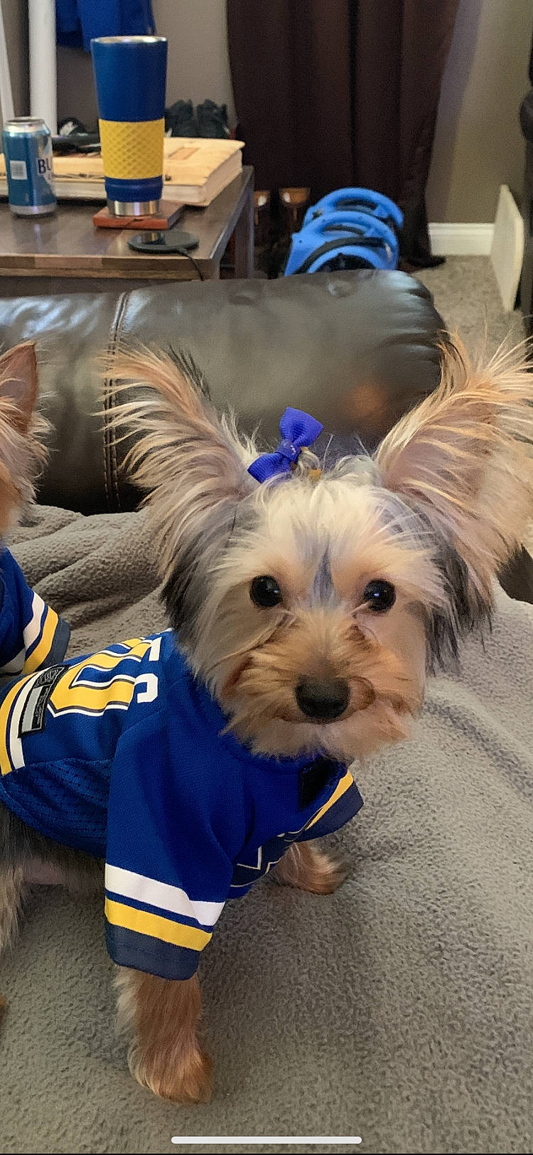 Bella joined the competition — help win amazing prizes! australian_silky_terrier, australian_terrier, canidae, carnivore, companion_dog, dog, dog_breed, dog_clothes, dog_supply, fur, non_sporting_group, pet_supply, puppy, small_terrier, snout, terrier, toy_dog, west_highland_white_terrier, working_animal, yorkipoo