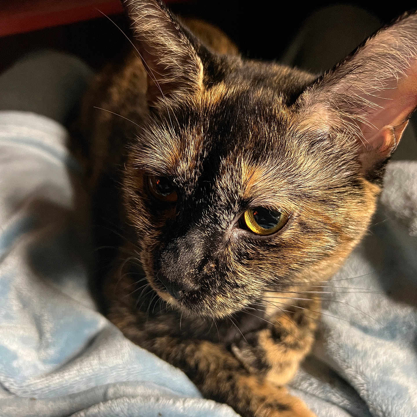 Jasperella is registered to the contest to win money with this photo: animal, cat, close_up, comfort, cozy, cute, domestic_animal, ears, feline, fur, indoor, mammal, pet, portrait, resting, sleepy, soft_blanket, tortoiseshell_cat, whiskers, yellow_eyes