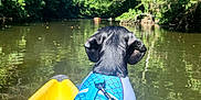 Vaillant participe au concours pour gagner de l'argent avec cette photo : activity, adventure, animal, blue_sky, daytime, dog, greenery, kayak, leash, life_vest, nature, outdoor, pet, reflection, river, scenic, summer, trees, water, wildlife