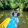 dog, life_vest, kayak, river, water, nature, trees, greenery, outdoor, summer, blue_sky, animal, pet, adventure, leash, reflection, daytime, scenic, wildlife, activity