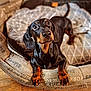 dog, dachshund, pet, animal, bed, cozy, looking_up, brown, black, ears, floor, wooden_floor, cute, domestic_animal, indoor, fur, paws, snout, canine, portrait