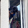 dog, puppy, dachshund, blue_harness, peeking, curious, wall, window, glass_door, reflection, person_reflection, outdoor, close_up, black_and_tan, pet, animal, cute, ears, face, snout