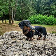 Vaillant participe au concours pour gagner de l'argent avec cette photo : dog, dachshund, pet, animal, outdoor, rock, leash, harness, greenery, trees, grass, nature, tongue_out, happy, canine, forest, park, summer, walking, adventure