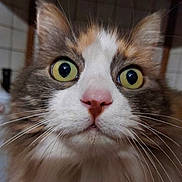 Maya a rejoint le concours — aidez-le/la à gagner de superbes lots ! cat, close_up, animal, pet, whiskers, curious, face, yellow_eyes, pink_nose, fur, indoor, domestic_cat, portrait, looking, whiskers_visible, head, ears, feline, focus, expression