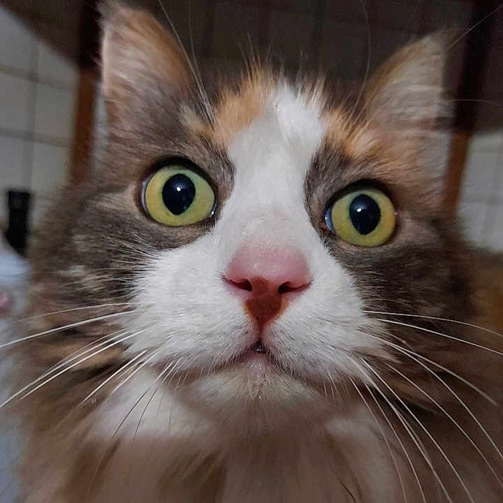 Maya a rejoint le concours — aidez-le/la à gagner de superbes lots ! animal, cat, close_up, curious, domestic_cat, ears, expression, face, feline, focus, fur, head, indoor, looking, pet, pink_nose, portrait, whiskers, whiskers_visible, yellow_eyes