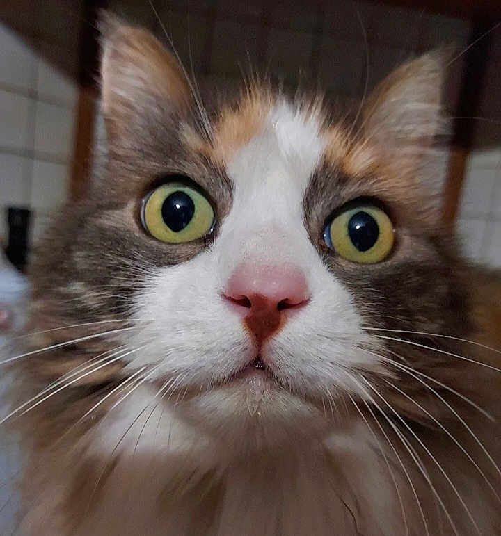 Maya a rejoint le concours — aidez-le/la à gagner de superbes lots ! cat, close_up, animal, pet, whiskers, curious, face, yellow_eyes, pink_nose, fur, indoor, domestic_cat, portrait, looking, whiskers_visible, head, ears, feline, focus, expression