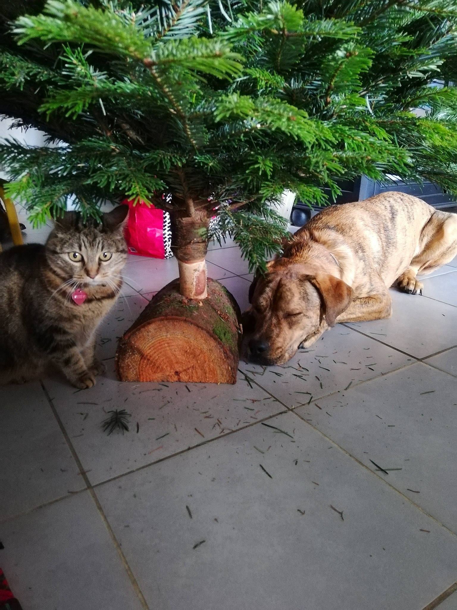Poopi participe au concours pour gagner de l'argent avec cette photo : carnivore, cat, christmas_ornament, christmas_tree, event, evergreen, fawn, felidae, flowerpot, grass, larch, mammal, plant, small_to_medium_sized_cats, tail, tree, trunk, vertebrate, whiskers, wood