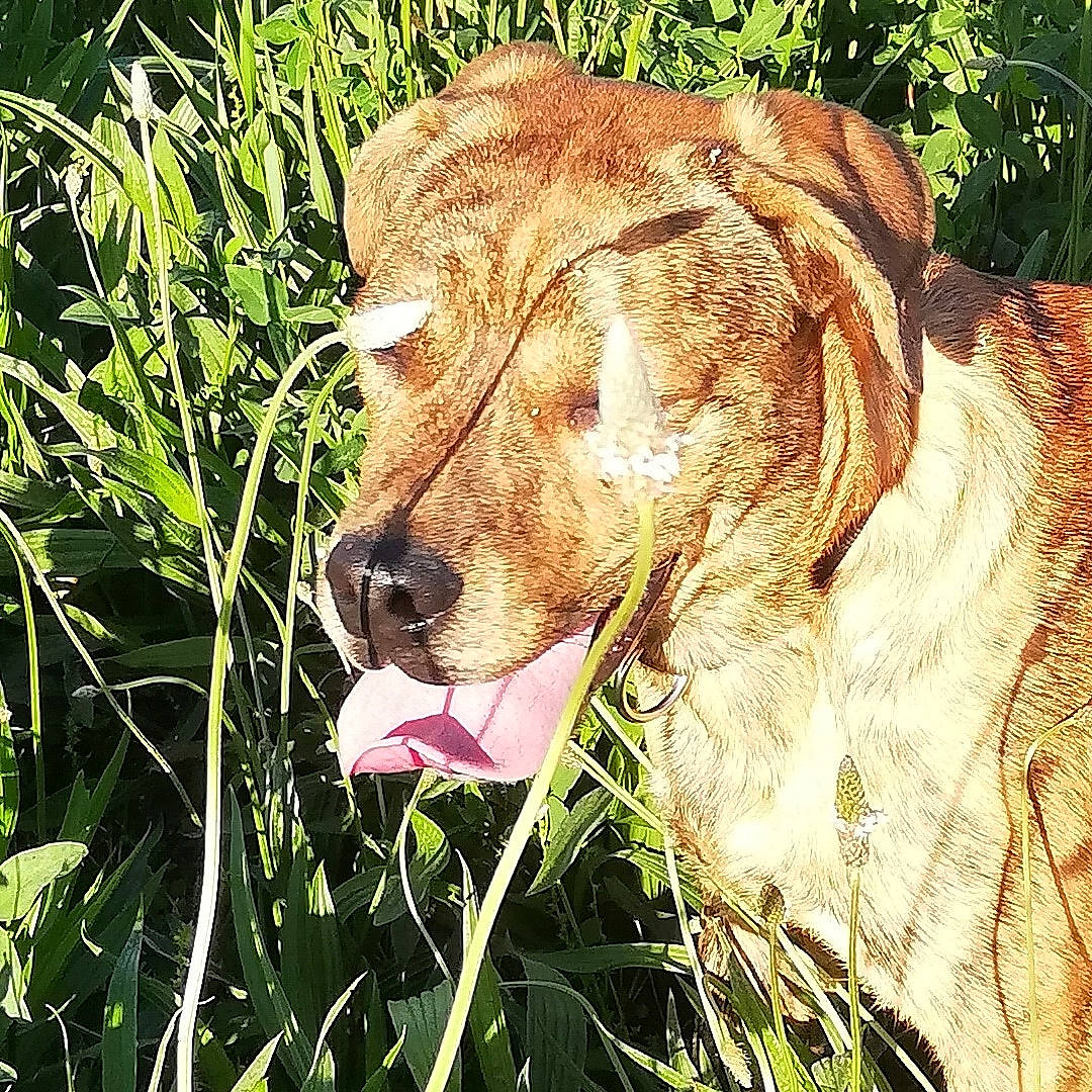 Poopi a rejoint le concours — aidez-le/la à gagner de superbes lots ! canidae, carnivore, companion_dog, dog, dog_breed, fawn, felidae, fur, grass, grassland, happy, lion, liver, people_in_nature, plant, snout, sporting_group, terrestrial_animal, whiskers, working_animal