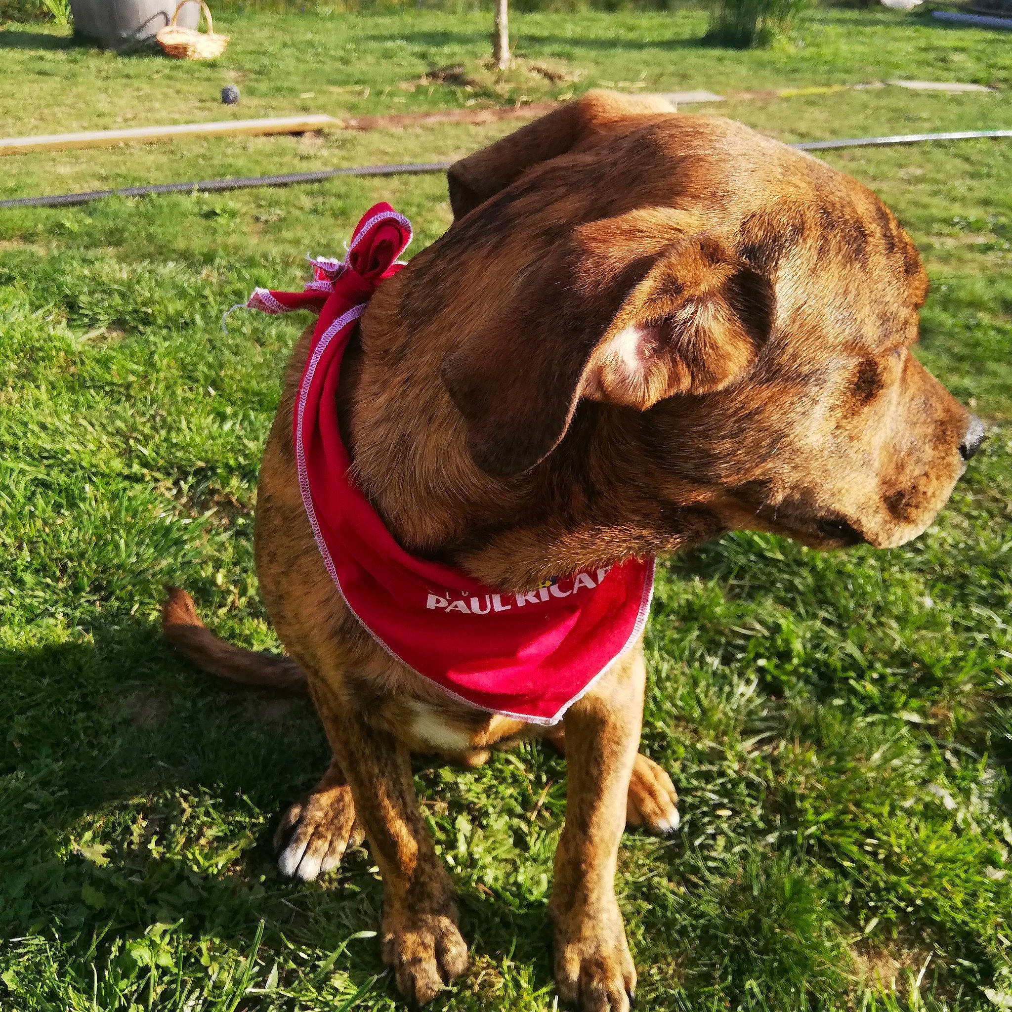 Poopi a rejoint le concours — aidez-le/la à gagner de superbes lots ! carnivore, collar, companion_dog, dog, dog_breed, dog_collar, dog_supply, fashion_accessory, fawn, grass, gun_dog, leash, liver, pet_supply, plant, retriever, snout, terrestrial_animal, working_animal, working_dog