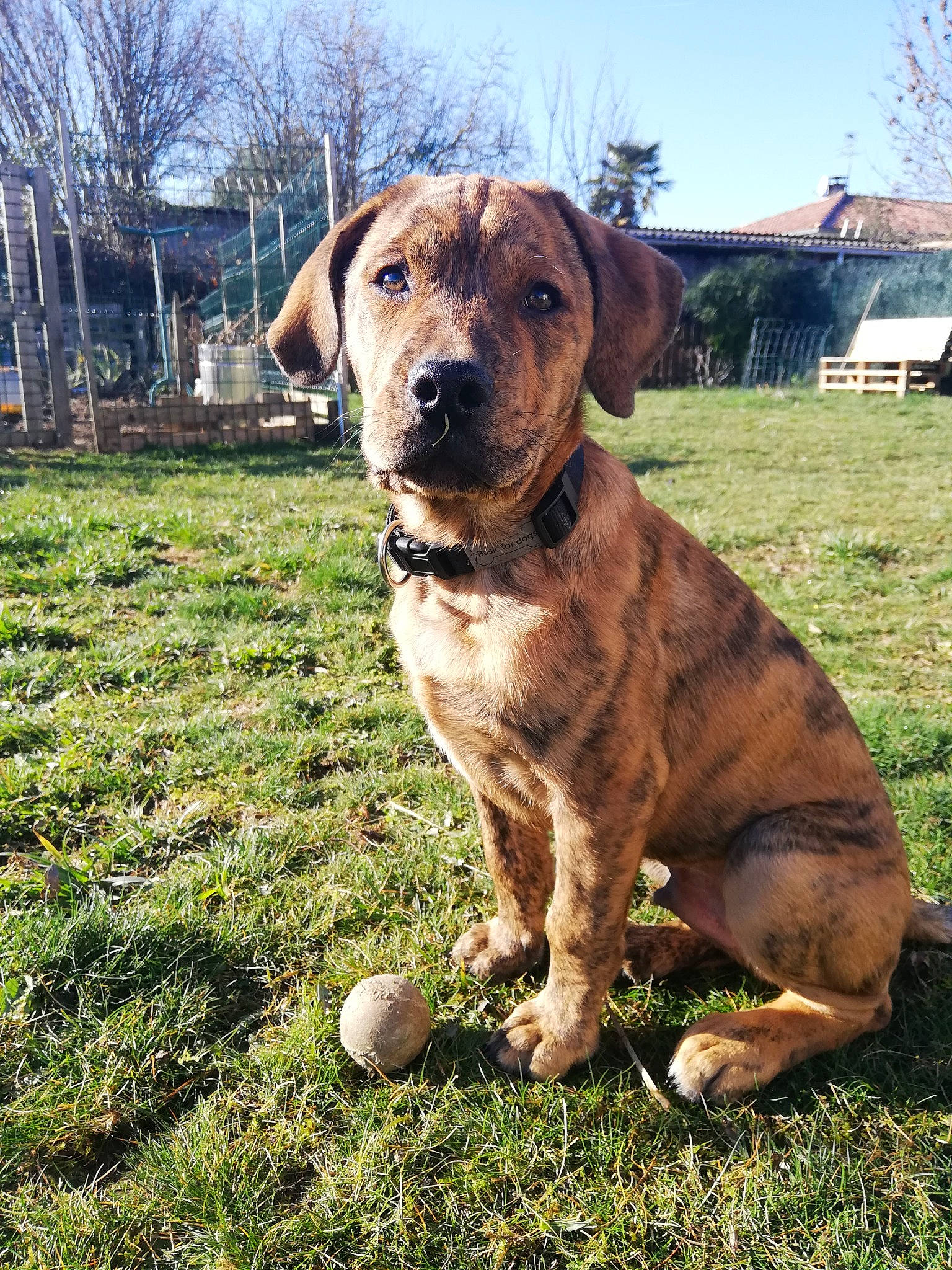 Poopi participe au concours pour gagner de l'argent avec cette photo : ball, canidae, carnivore, companion_dog, dog, dog_breed, dog_collar, fawn, grass, gun_dog, liver, plant, retriever, sky, snout, sporting_group, tail, tree, window, working_animal