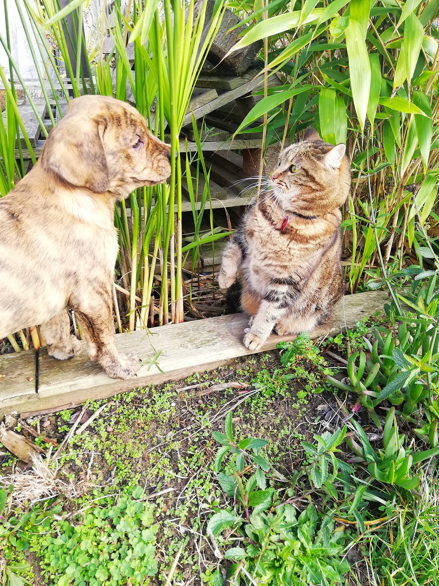 Missy a rejoint le concours — aidez-le/la à gagner de superbes lots ! carnivore, cat, companion_dog, dog, dog_breed, fawn, felidae, grass, groundcover, plant, small_to_medium_sized_cats, snout, soil, sporting_group, tail, terrestrial_animal, terrestrial_plant, whiskers, wildlife, wood