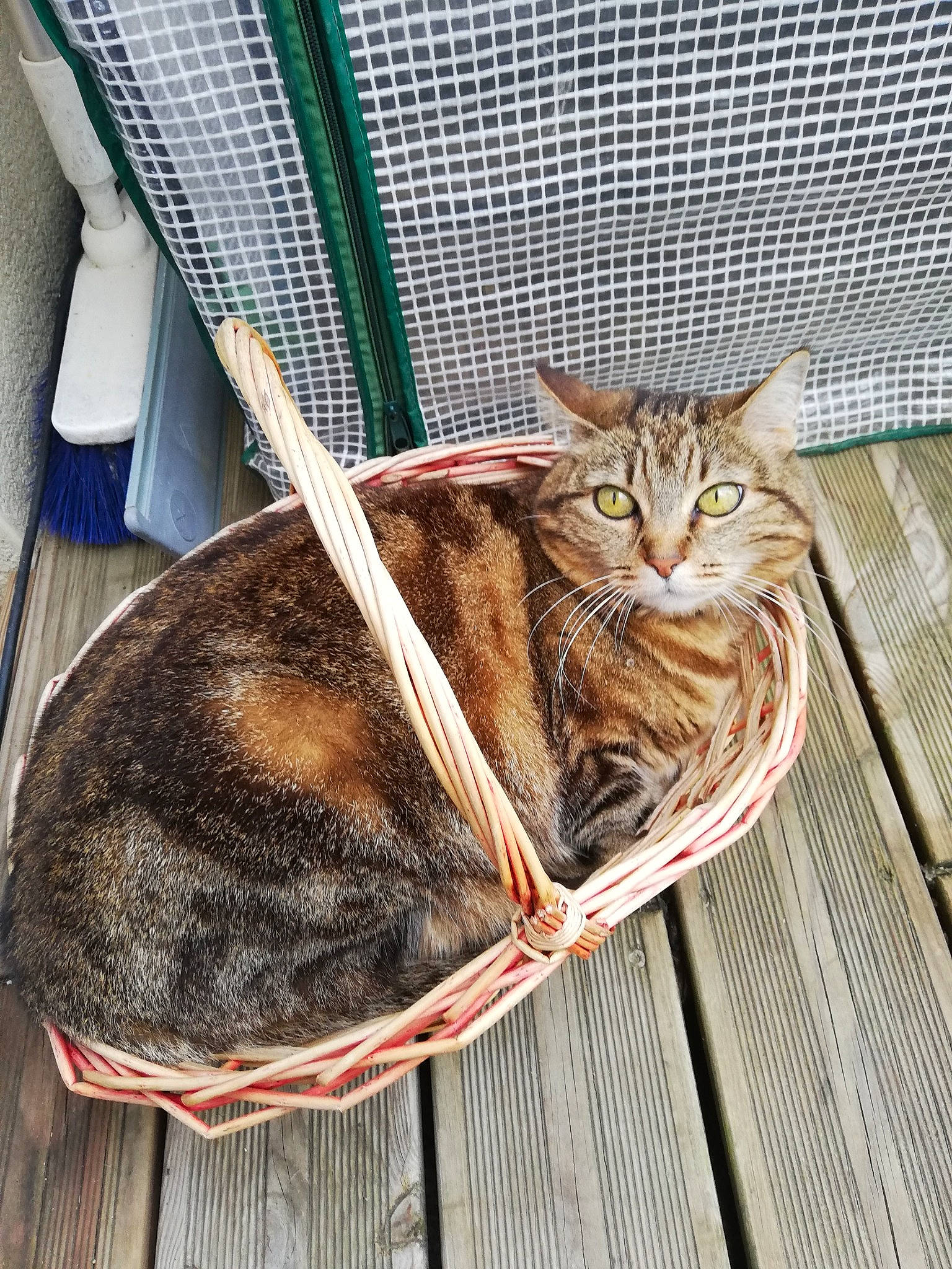 Missy participe au concours pour gagner de l'argent avec cette photo : basket, carnivore, cat, cat_supply, claw, comfort, domestic_short_haired_cat, fawn, felidae, fur, grass, pet_supply, small_to_medium_sized_cats, snout, tail, terrestrial_animal, vertebrate, whiskers, wicker, wood
