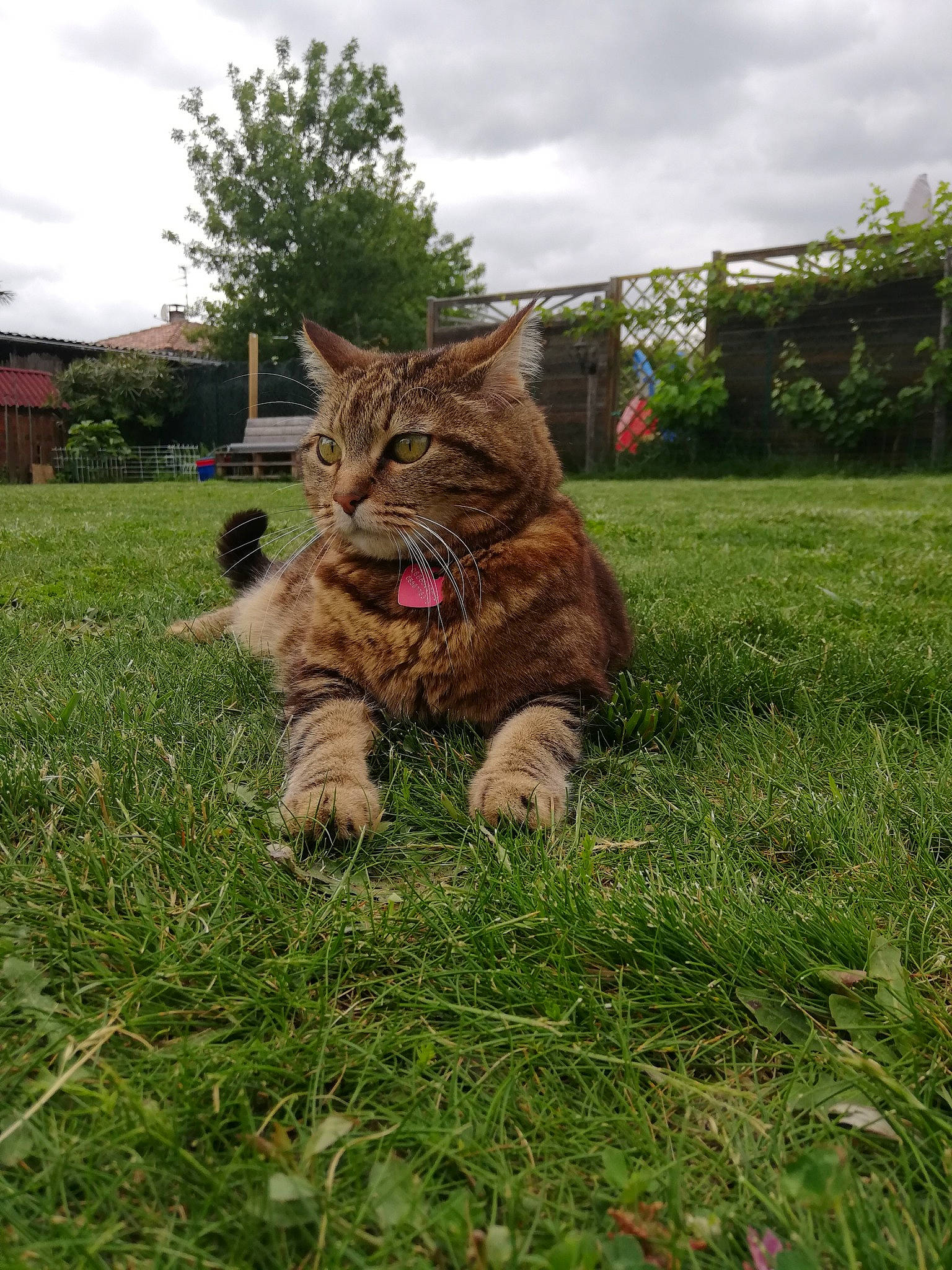 Missy participe au concours pour gagner de l'argent avec cette photo : canidae, carnivore, cat, cloud, domestic_short_haired_cat, fawn, felidae, fur, grass, grassland, groundcover, plant, sky, small_to_medium_sized_cats, snout, tail, terrestrial_animal, tree, whiskers, window