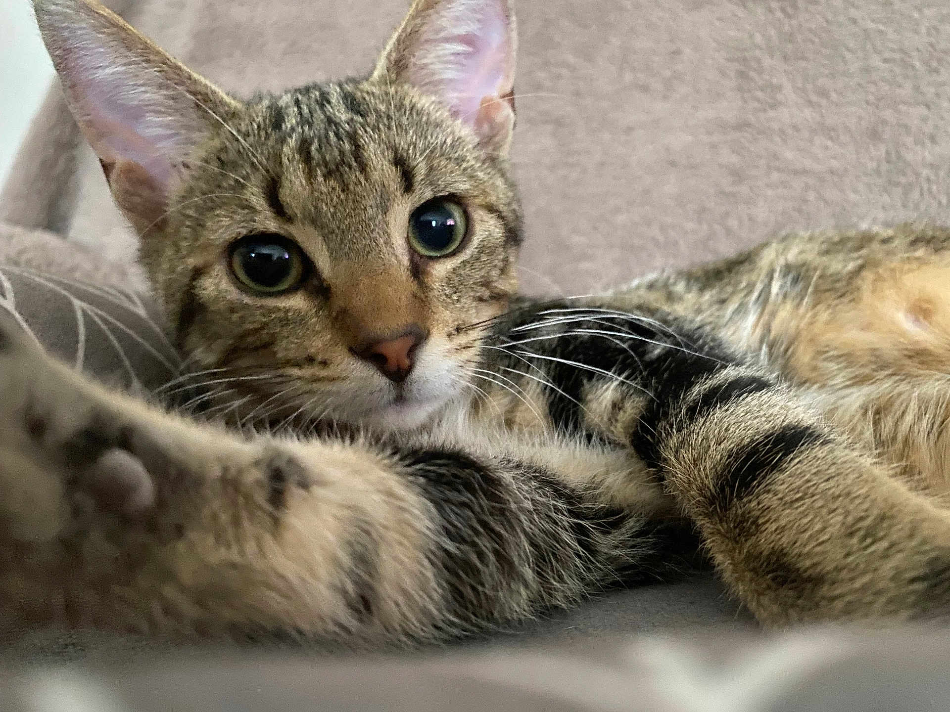 Tom a rejoint le concours — aidez-le/la à gagner de superbes lots ! abyssinian, animal, cat, egyptiancat, kitten, manx, pet