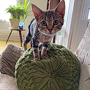 Tom a rejoint le concours — aidez-le/la à gagner de superbes lots ! abyssinian, animal, blanket, cat, couch, cushion, flower, flowerarrangement, furniture, homedecor, jar, kitten, manx, pet, pillow, plant, planter, pottedplant, pottery, vase