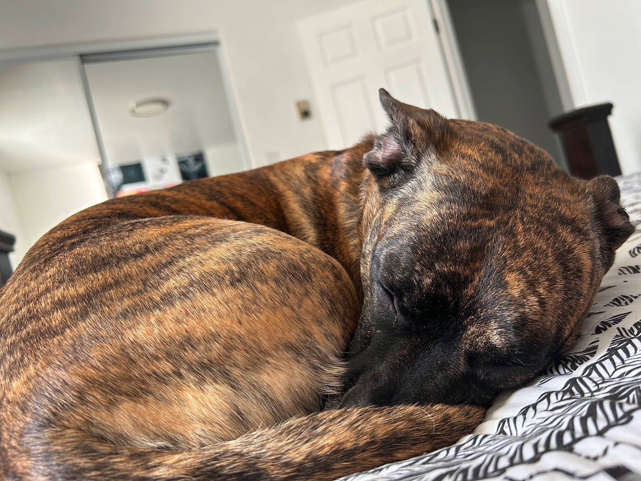 Marilyn joined the competition — help win amazing prizes! canidae, carnivore, comfort, companion_dog, dog, dog_breed, fawn, flooring, fur, guard_dog, liver, snout, sporting_group, terrestrial_animal, treeing_tennessee_brindle, wall_plate, whiskers, window, wood, working_animal