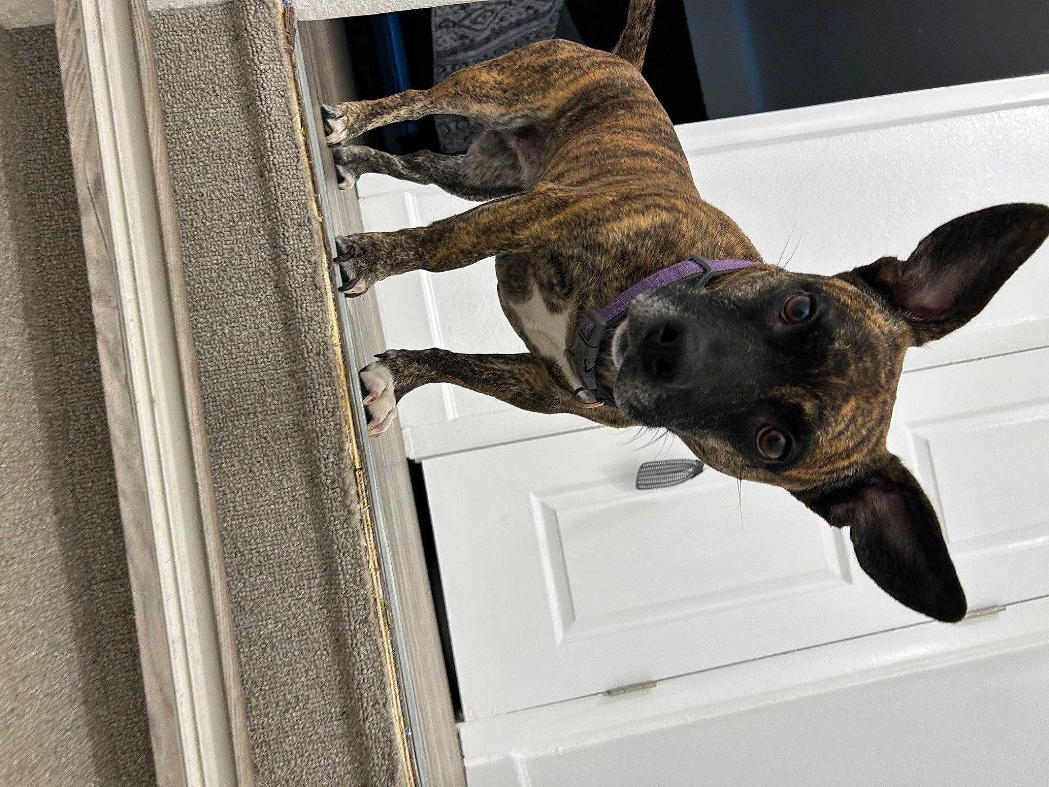 Marilyn joined the competition — help win amazing prizes! canidae, carnivore, cimarron_uruguayo, collar, companion_dog, dog, dog_breed, dog_collar, dog_supply, door, fawn, fur, guard_dog, pet_supply, snout, sporting_group, tail, whiskers, working_animal, working_dog