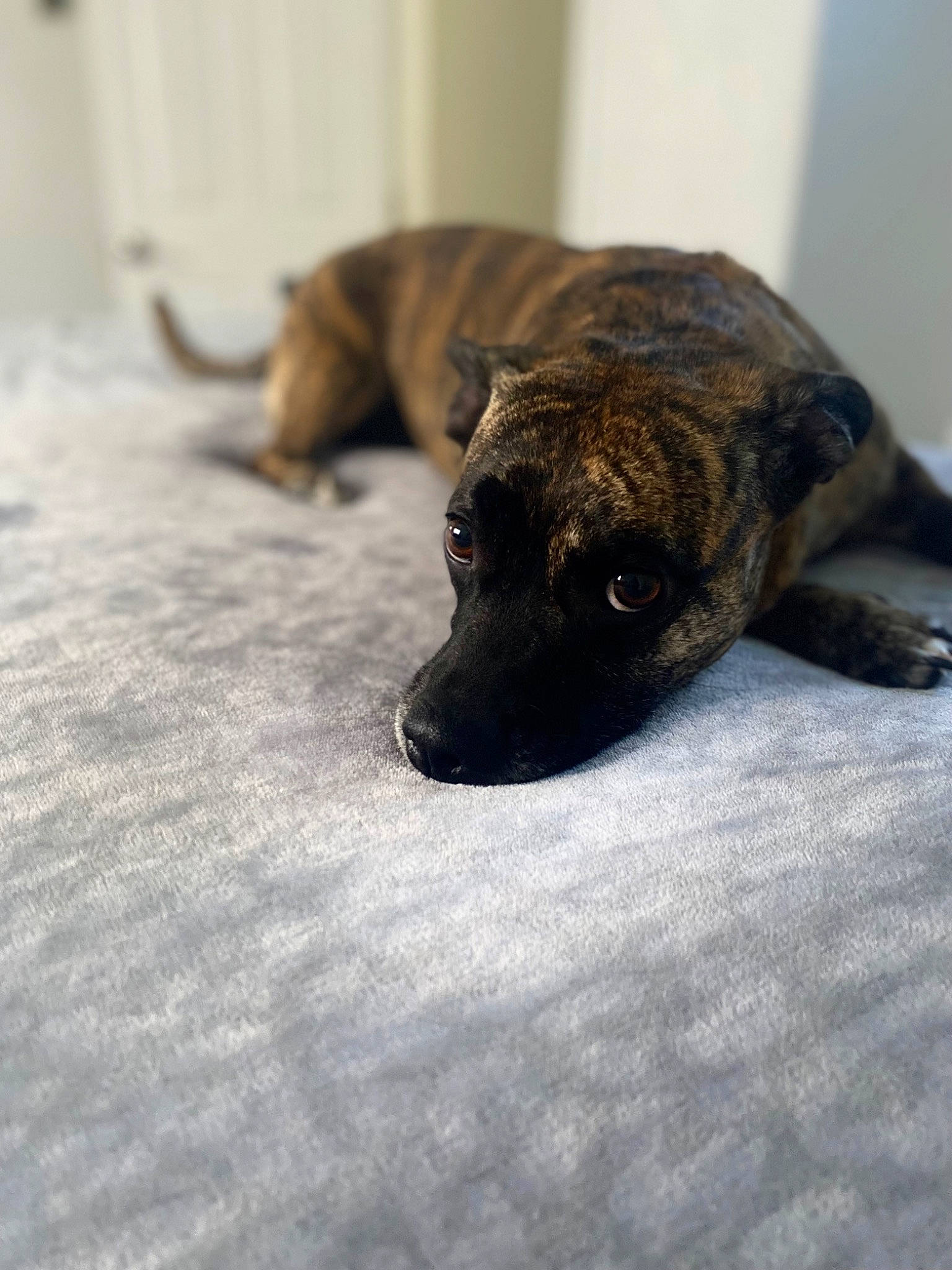 Marilyn joined the competition — help win amazing prizes! canidae, carnivore, claw, companion_dog, dog, dog_breed, fawn, flooring, fur, guard_dog, paw, plott_hound, snout, sporting_group, tail, terrestrial_animal, treeing_tennessee_brindle, whiskers, wood, working_animal