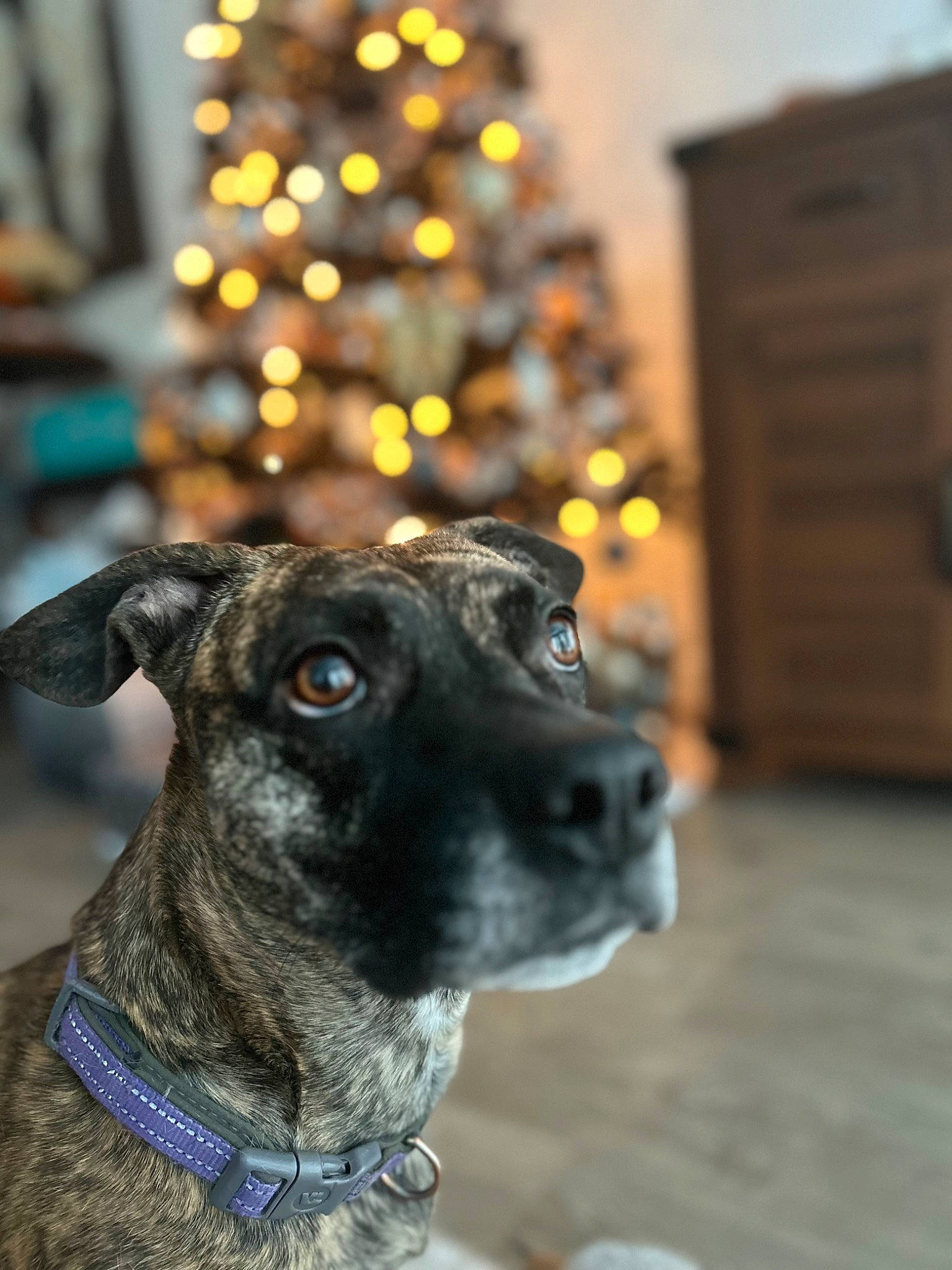 Marilyn is registered to the contest to win money with this photo: carnivore, christmas_decoration, christmas_ornament, christmas_tree, collar, companion_dog, dog, dog_breed, dog_collar, event, fawn, great_dane, holiday, holiday_ornament, ornament, snout, sporting_group, tree, whiskers, working_animal